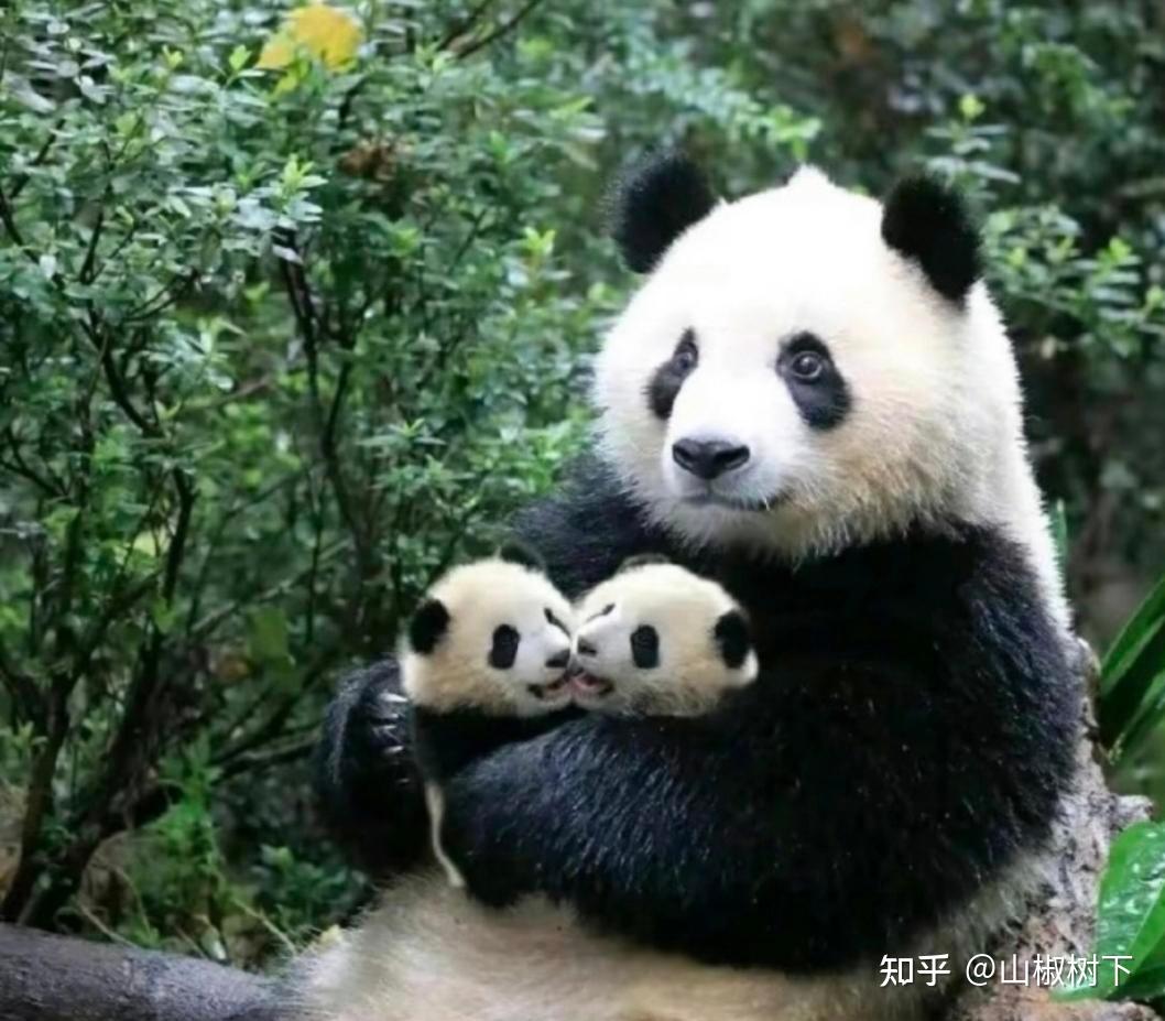 熊猫界妈宝男渝可居然是蔓越煤的儿子，终于知道渝可是遗传谁了 - 知乎