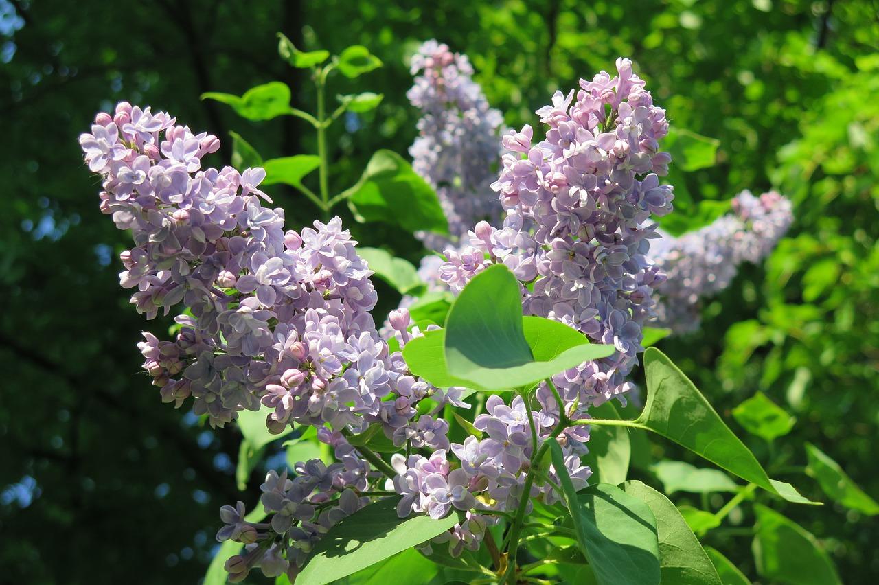 4. 夜来香开花规律