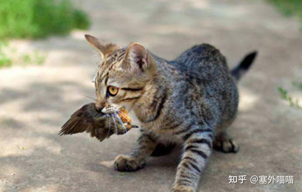 为什么猫会对着窗外的鸟做出“发电报”的行为 - 知乎