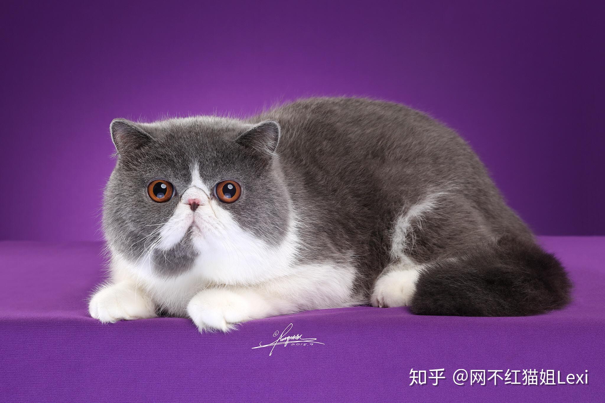 我家这只扁脸是什么品种的猫猫呀