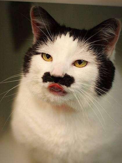 全世界最丑的猫都在这了，笑到飙泪！！！ - 知乎