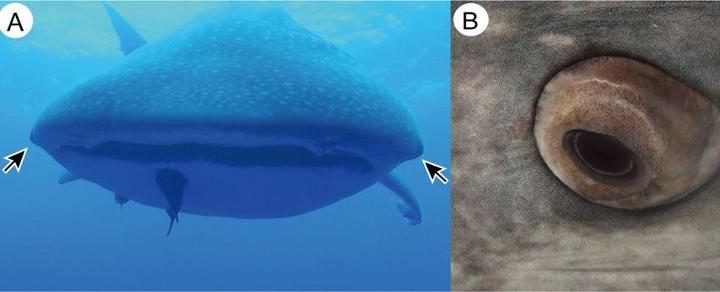 为什么动物进化不出皮甲？