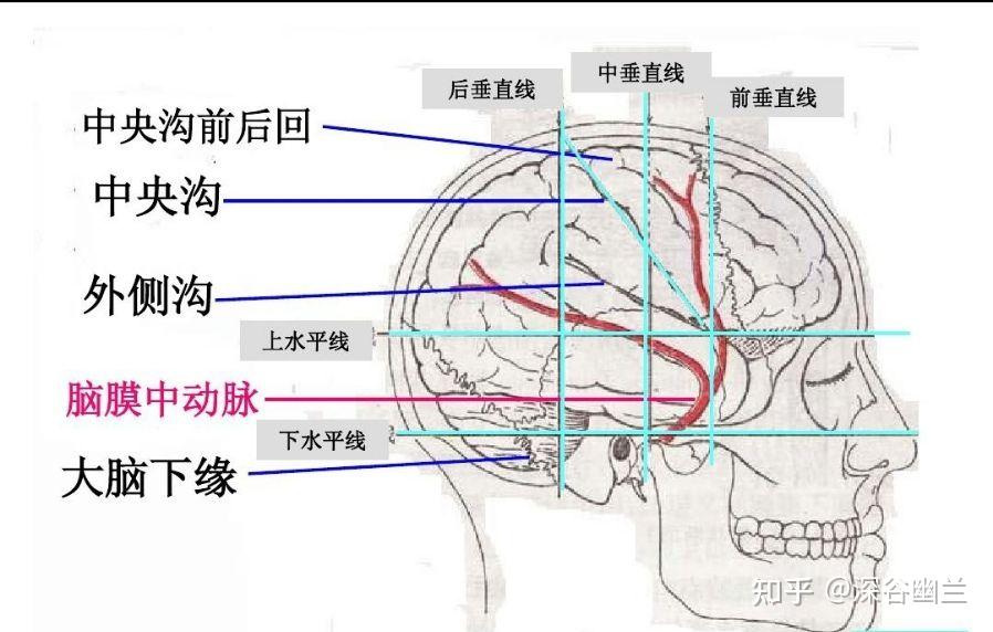 体表投影 - 知乎