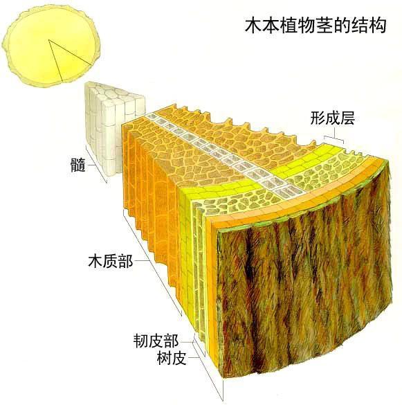 为什么树木会生长年轮？ - 知乎