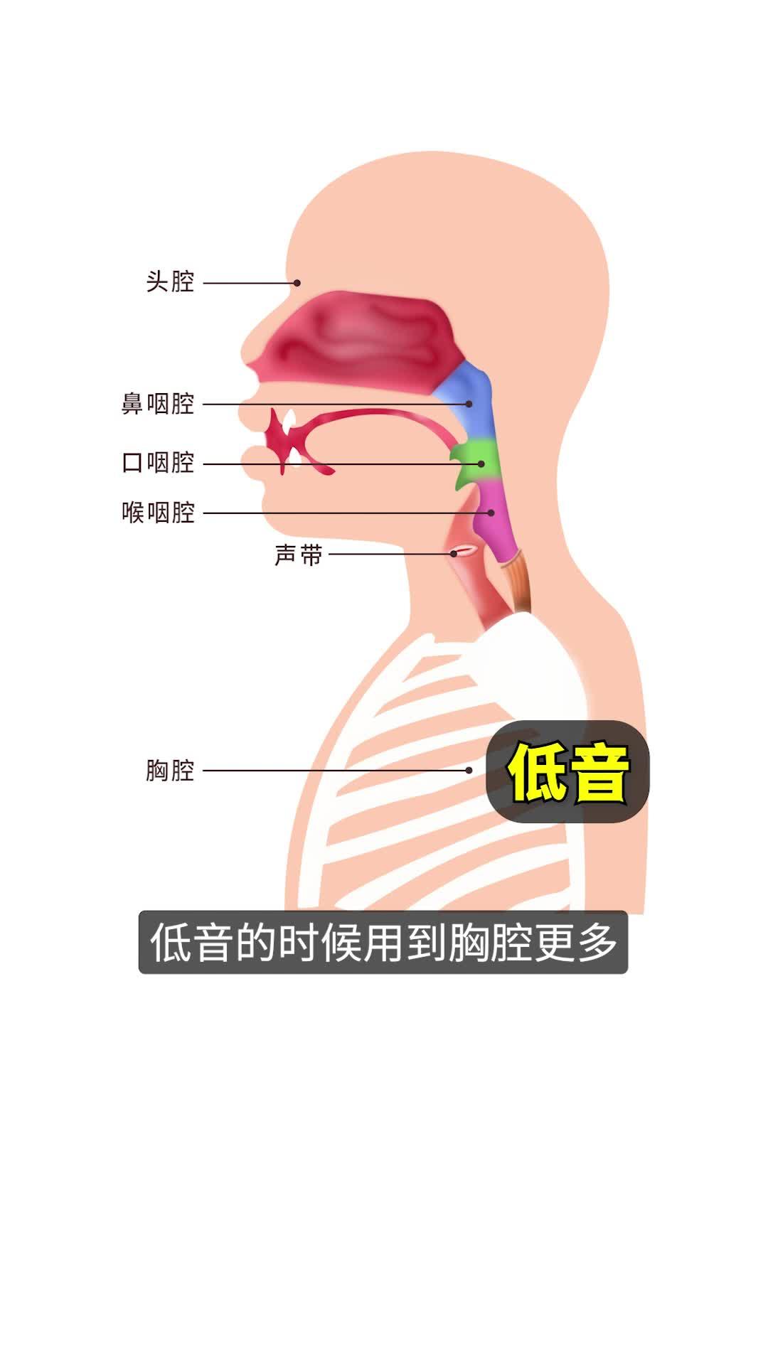 咽后壁的位置图片