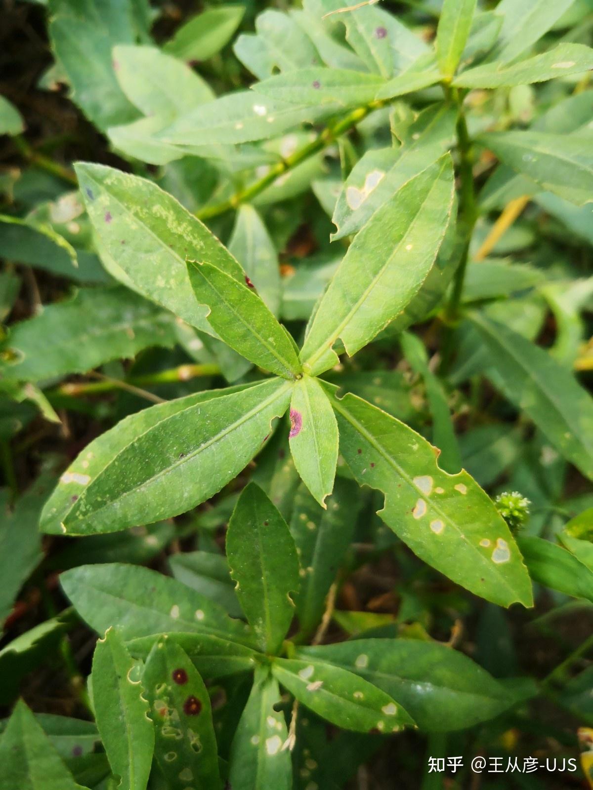 入侵植物空心莲子草/喜旱莲子草/水花生