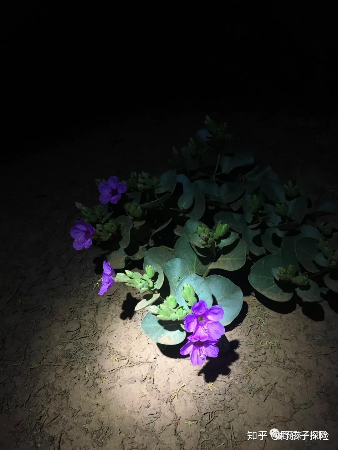 除了赌场、夜店、看秀，拉斯维加斯附近还有什么可玩的？ - 知乎