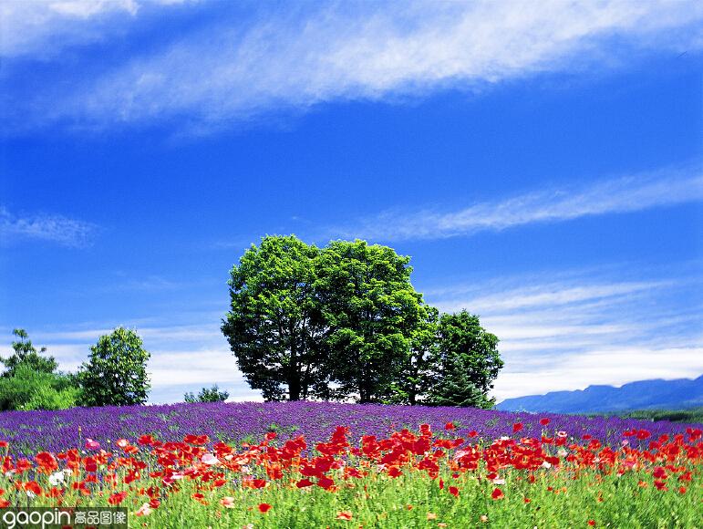 虽说北海道四季风景如画 但错过令人惊艳的富野良花田 甚是可惜 知乎