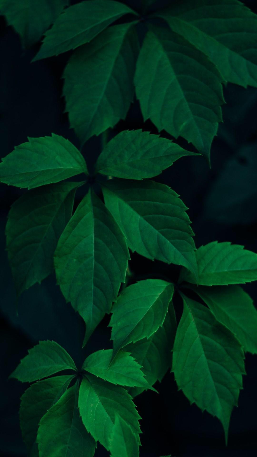 自然绿色树叶素材高清图片下载-正版图片500119598-摄图网