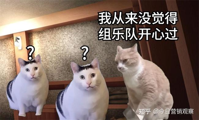 猫meme背后，企业运营在求变与模板化中挣扎 - 知乎