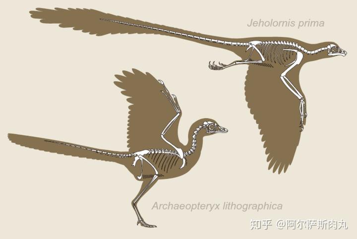 为什么大众仍然不接受鸟类源于恐龙？