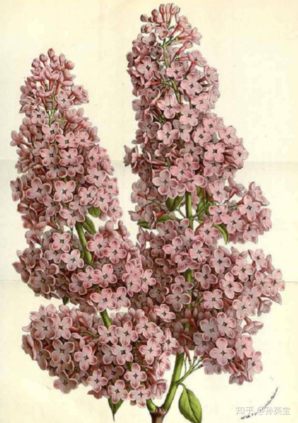 植物科学绘画之花序的绘画方法 - 知乎