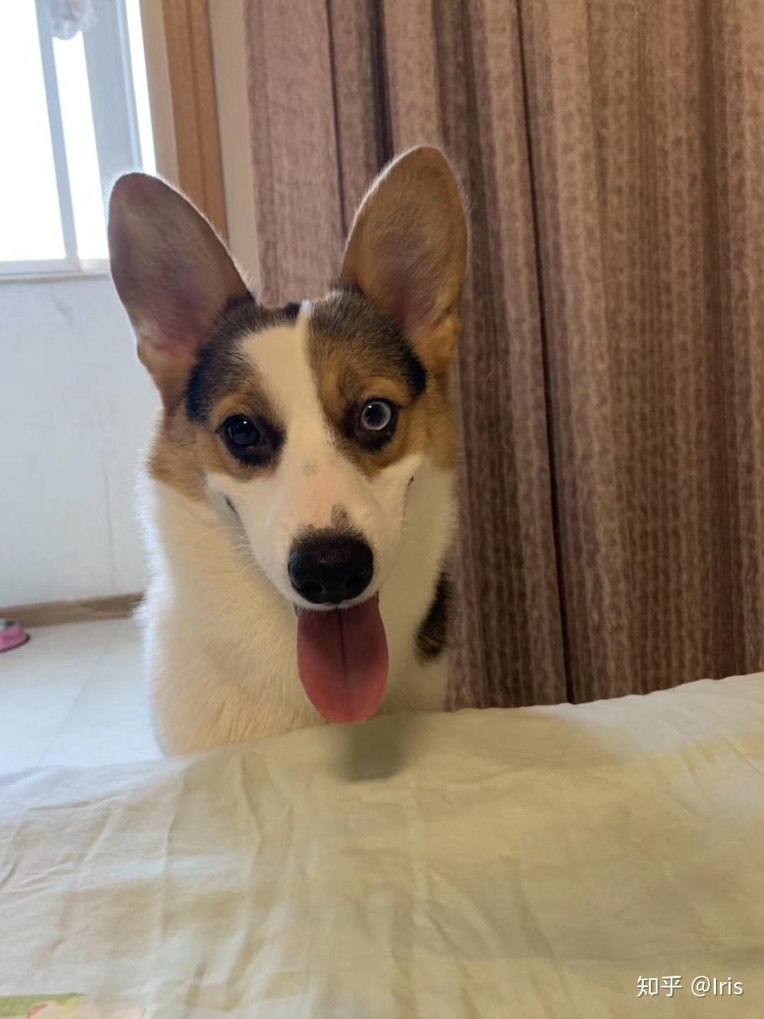 大家怎么看待异瞳的狗狗? - 知乎
