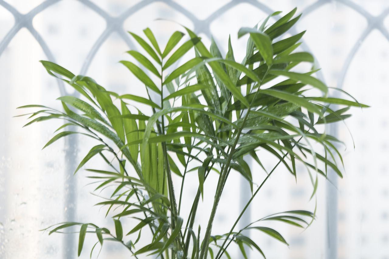 金钱树放家里什么位置