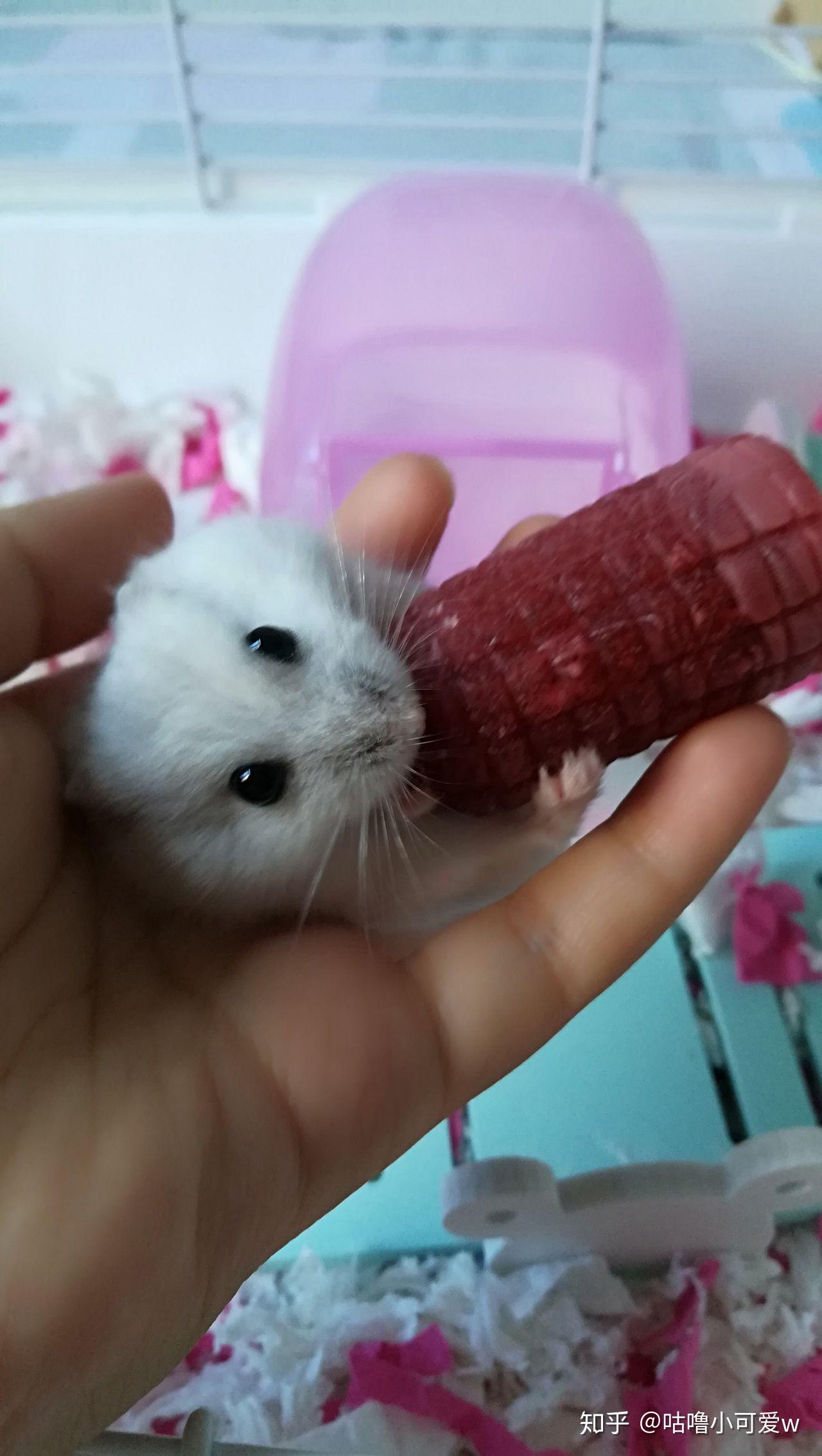 如何饲养银狐仓鼠