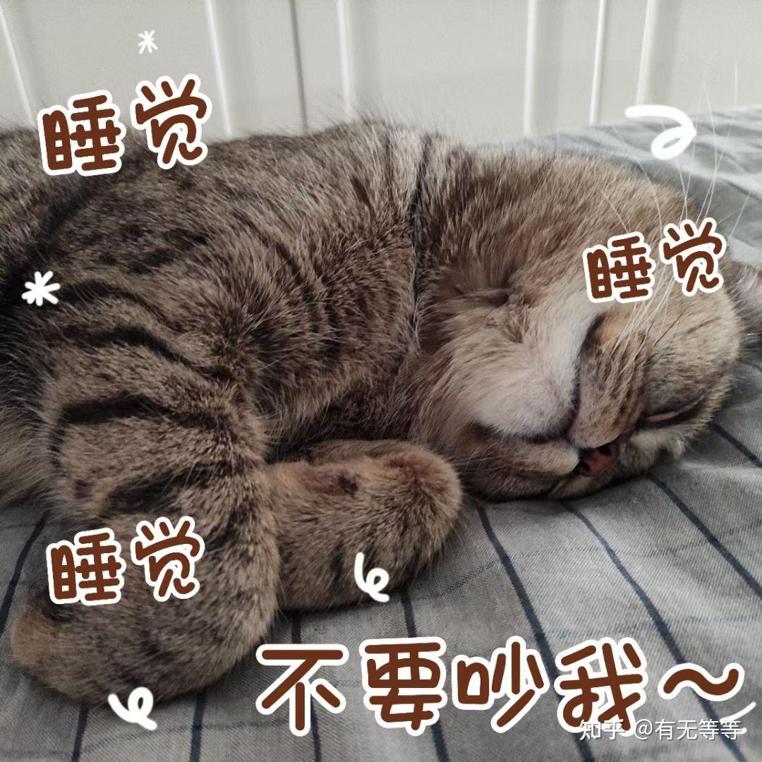 可以分享一张你家猫睡觉的照片吗
