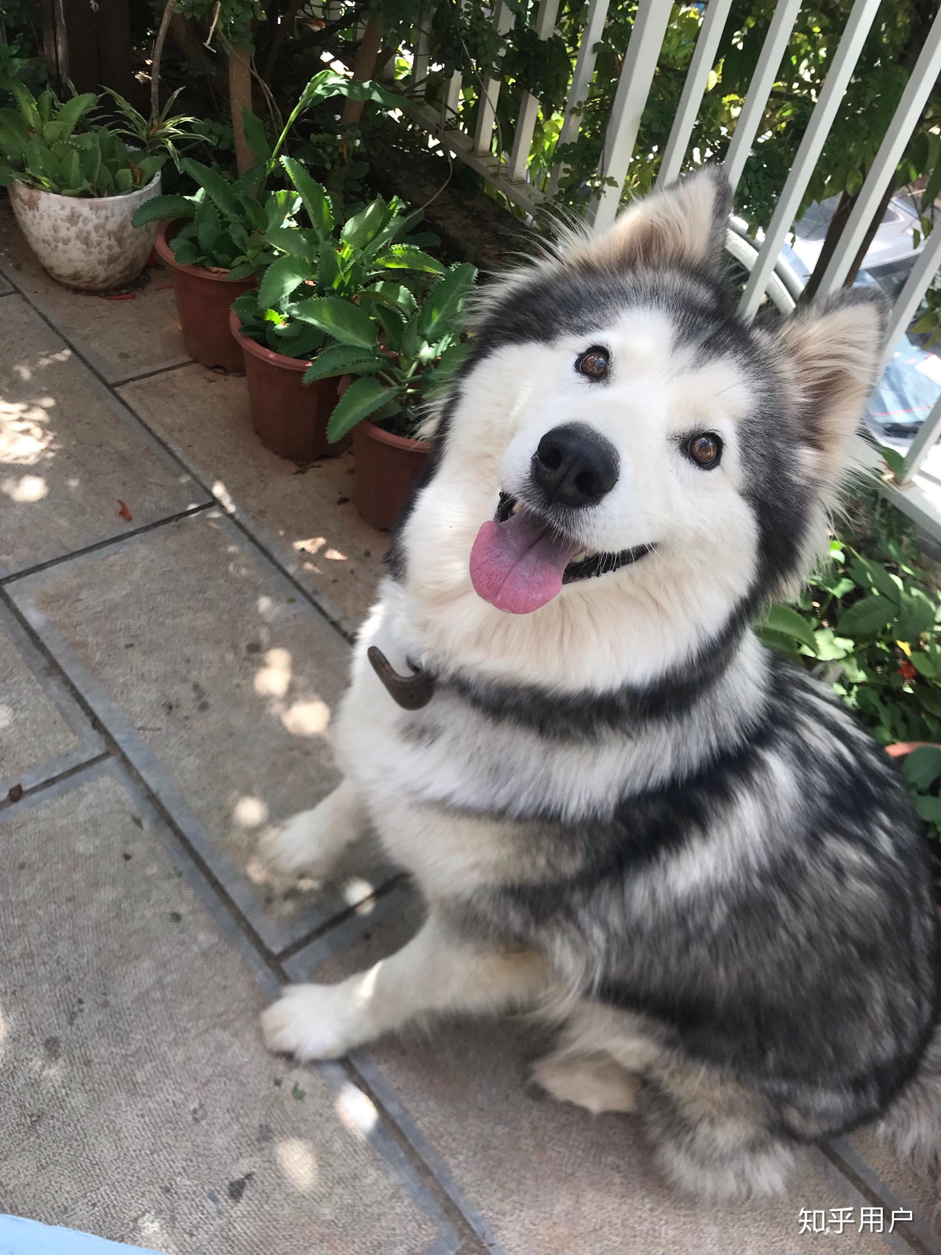 大型犬可以可爱到什么程度?