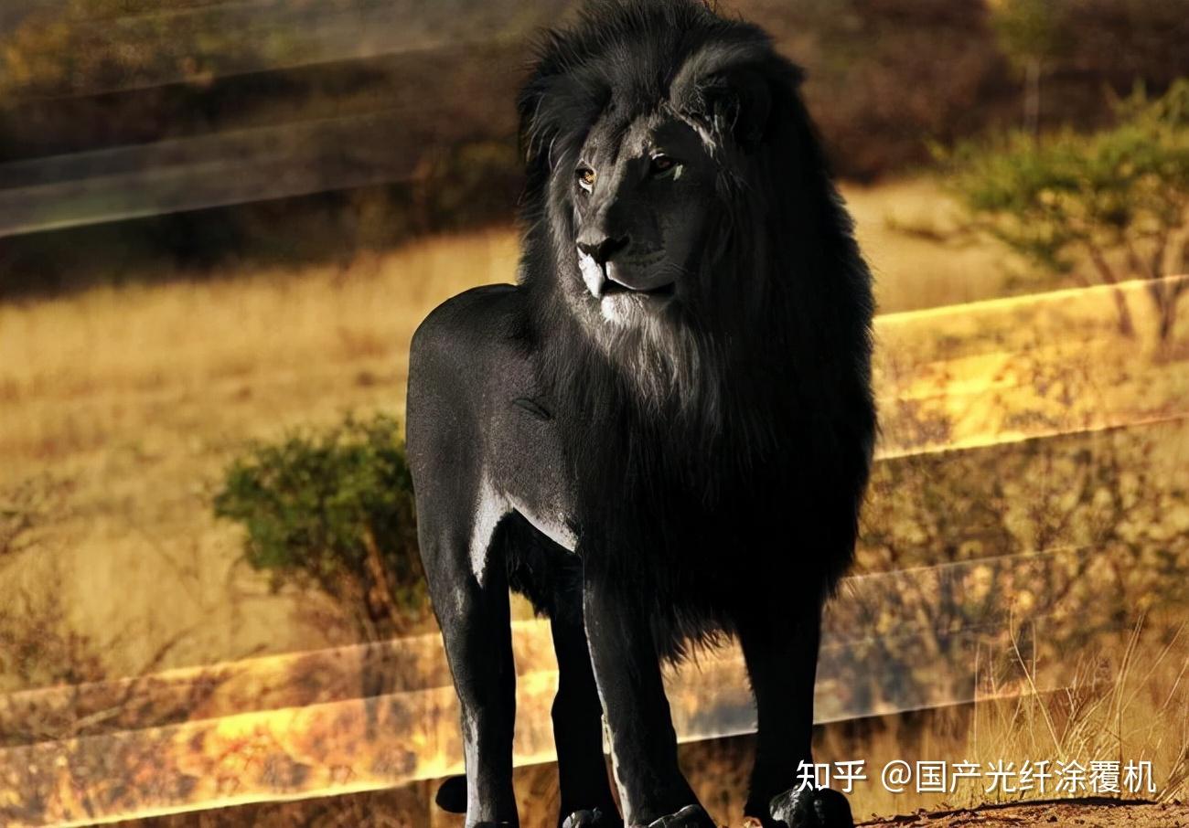 狮子的数量短暂恢复,但这几种更大的狮子已经灭绝了,只留下图像 - 知乎