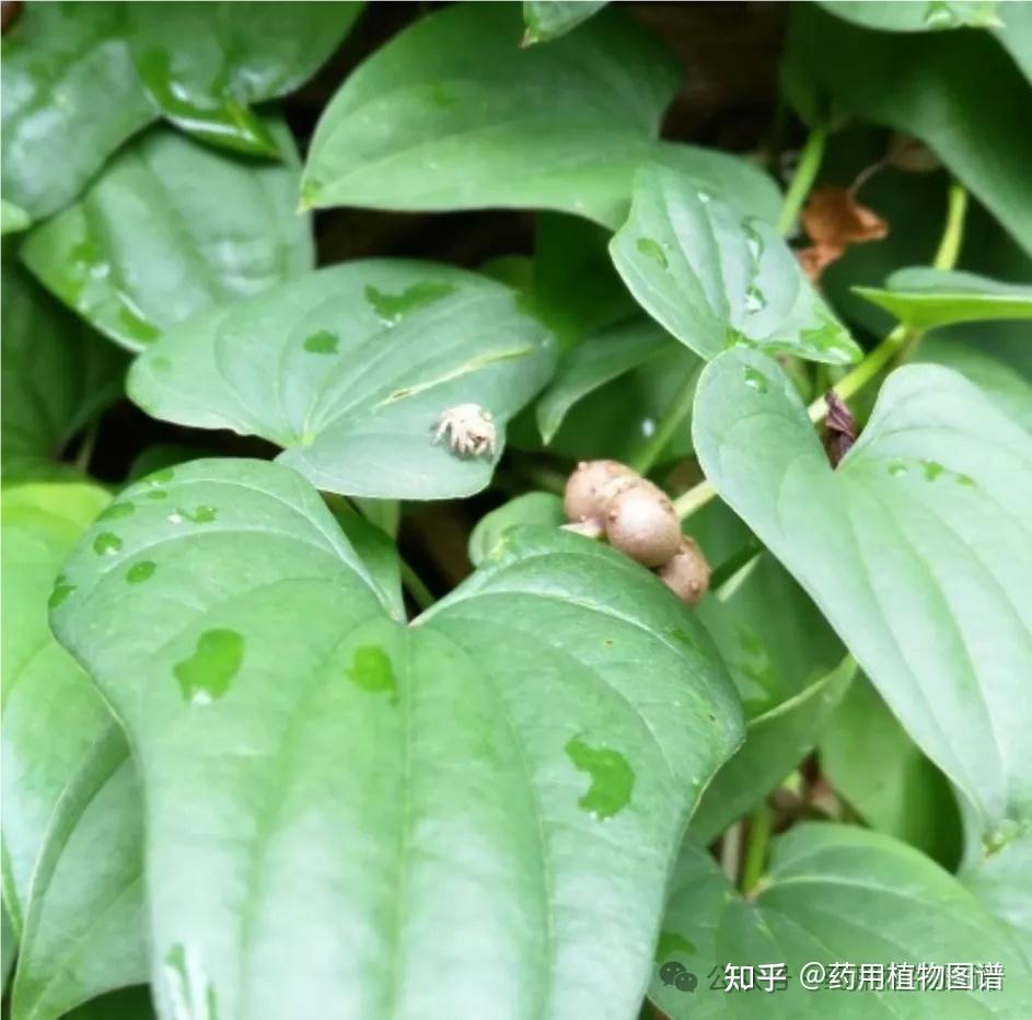 药用植物54(黄独),与薯蓣如何区分 - 知乎
