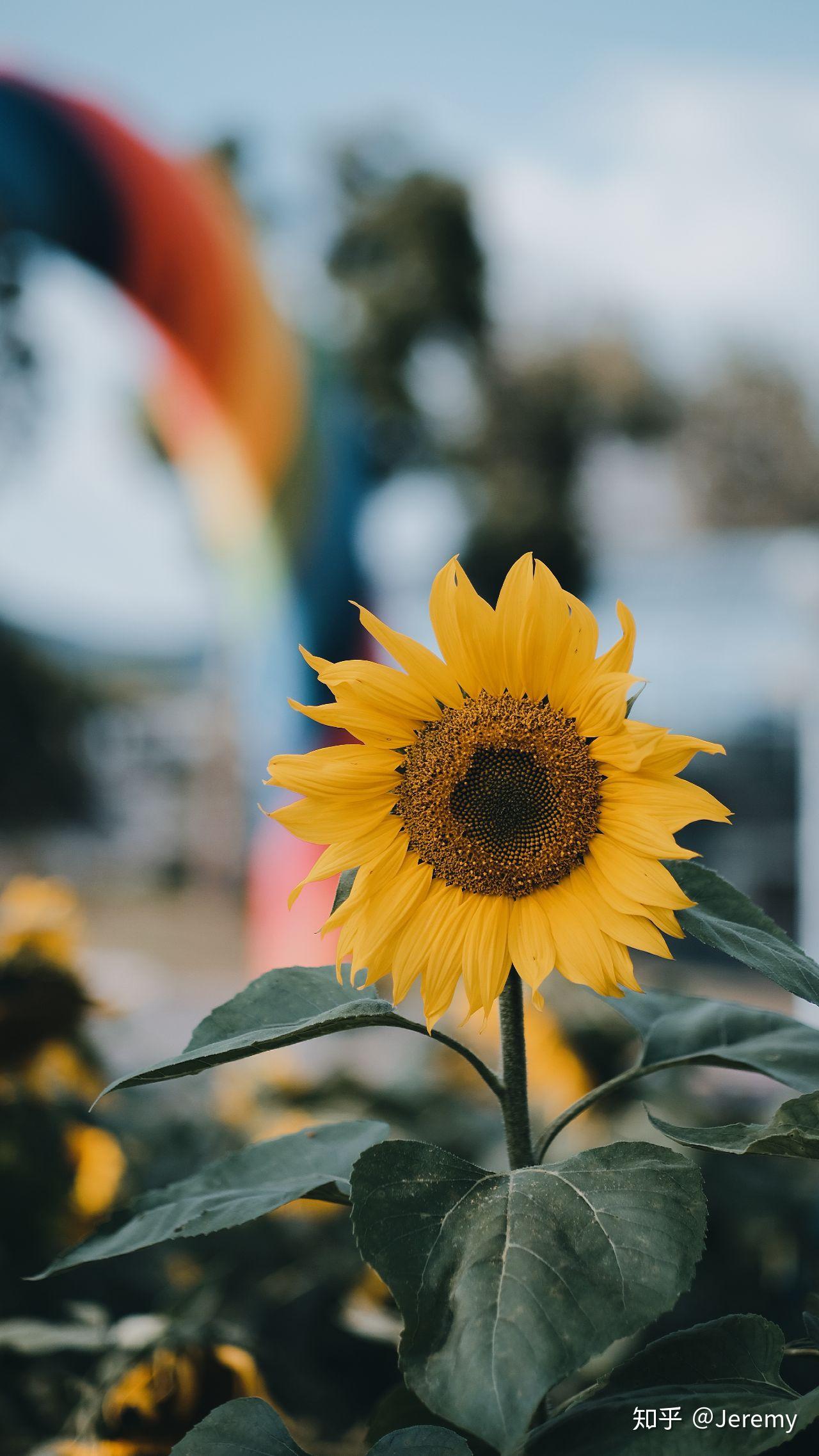 喜欢向日葵明亮又阳光可以分享一张你自己拍的向日葵照片吗