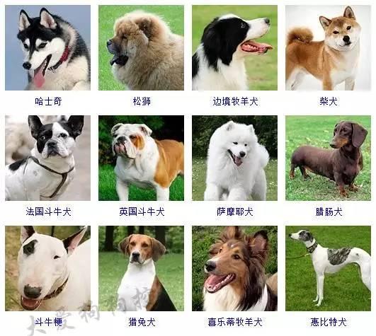 一篇文章让你分清所有狗的品种 - 知乎