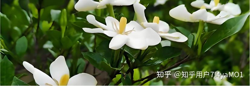 1500元解锁千亿商机!栀子树数字资产认养,躺赚健康红利+文旅特权 - 知乎