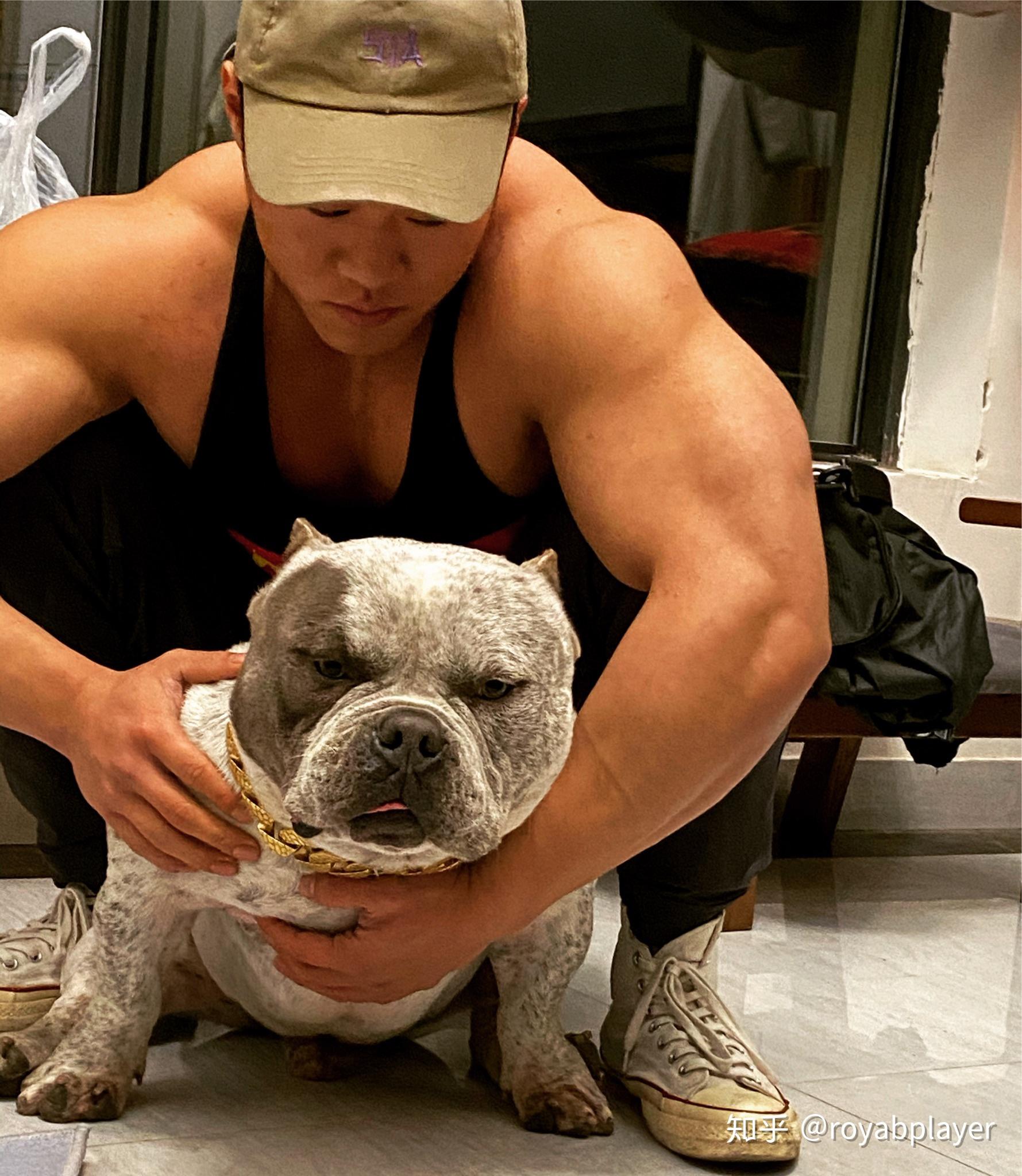 有大佬养过美国恶霸犬吗