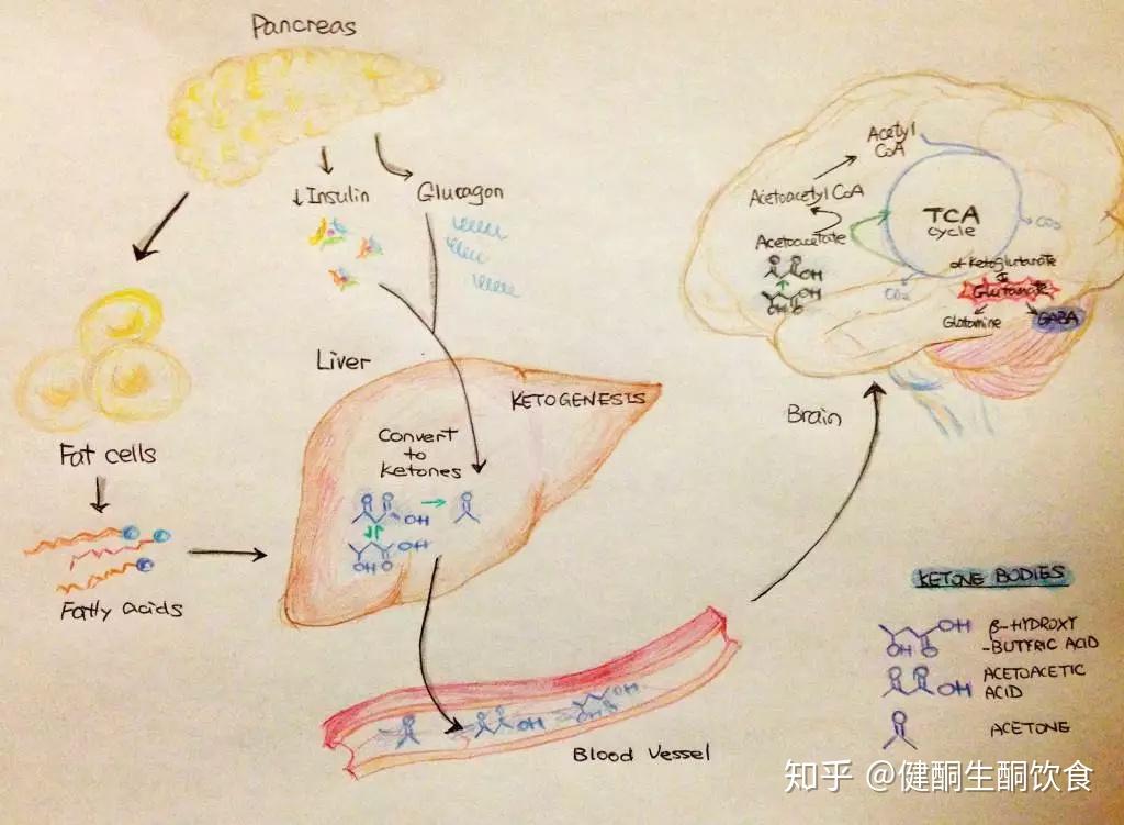 什么是酮体？它是如何产生的？生酮饮食机制 - 知乎