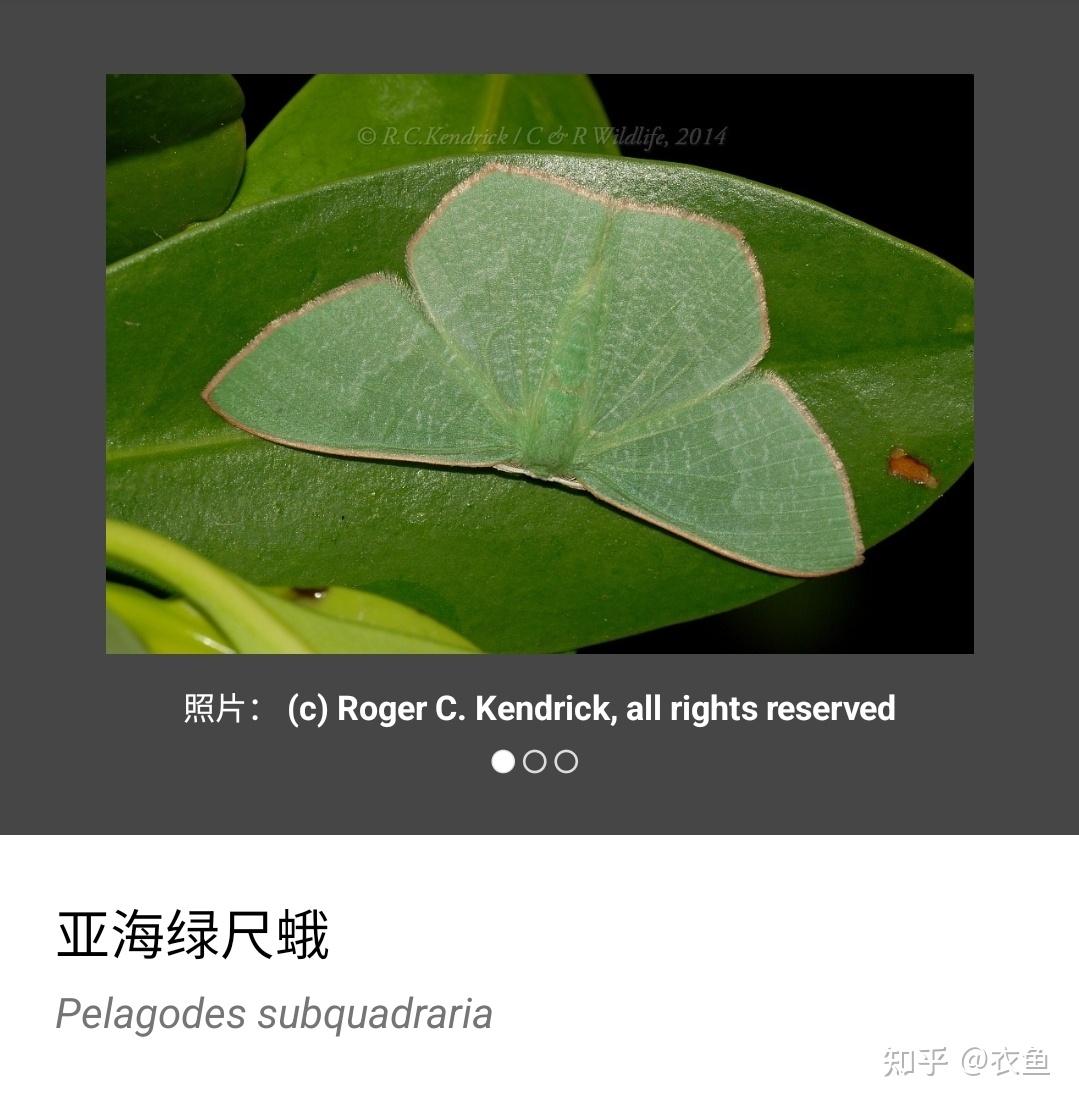 这绿色的蛾子还是第一次见不知这是什么虫子坐标浦东