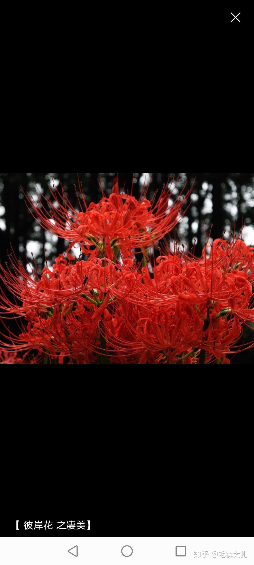 萨日朗和彼岸花是同一种植物吗? - 知乎
