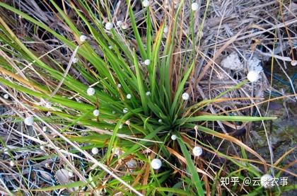 中药名称：谷精草（平肝药） - 知乎