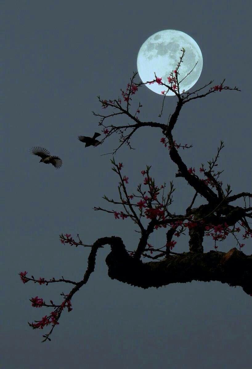 有哪些符合春江花月夜意境的中国风图片
