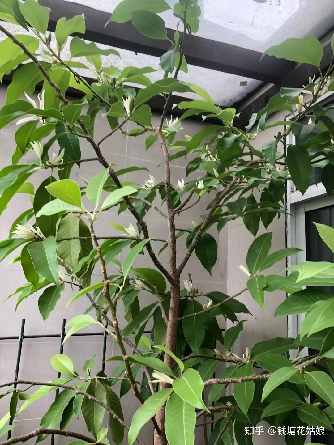 白兰树能在庭院种植吗？有哪些种植技巧？ - 知乎