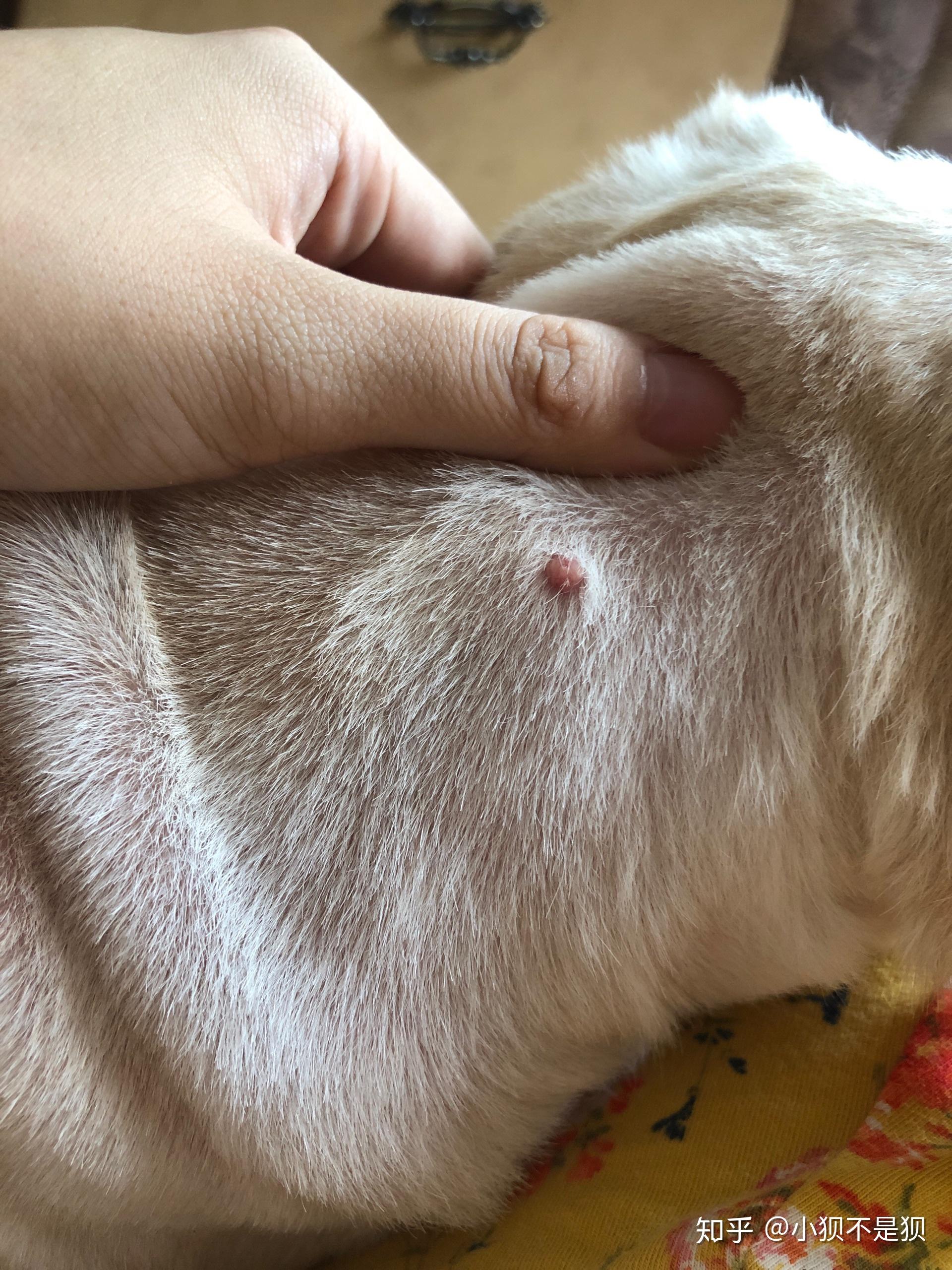 狗狗肚子上长了小瘤子,不晓得严重不? - 知乎