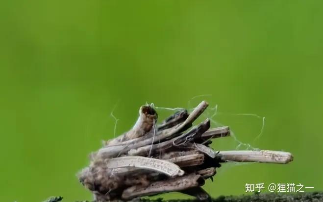 男子发现诡异小虫,身体像树枝,头能缩起来?老百姓称其为“吊死鬼”,网友:30年没见了! - 知乎