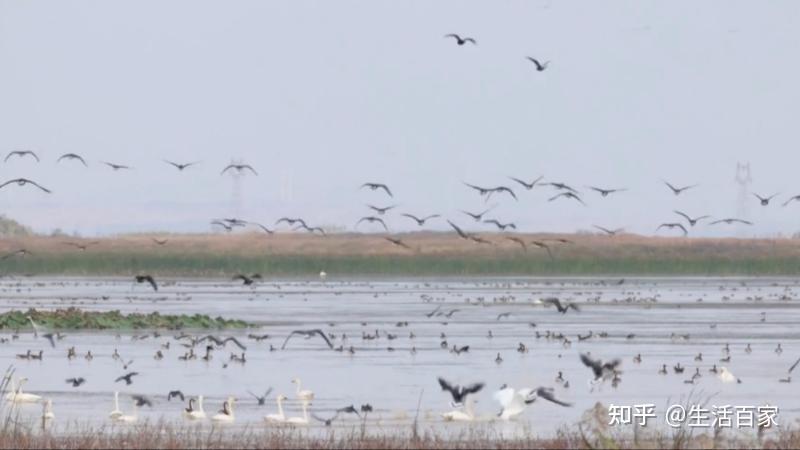 江西:候鸟迁徙迎小高峰 鄱阳湖南矶湿地成“鸟类天堂” - 知乎
