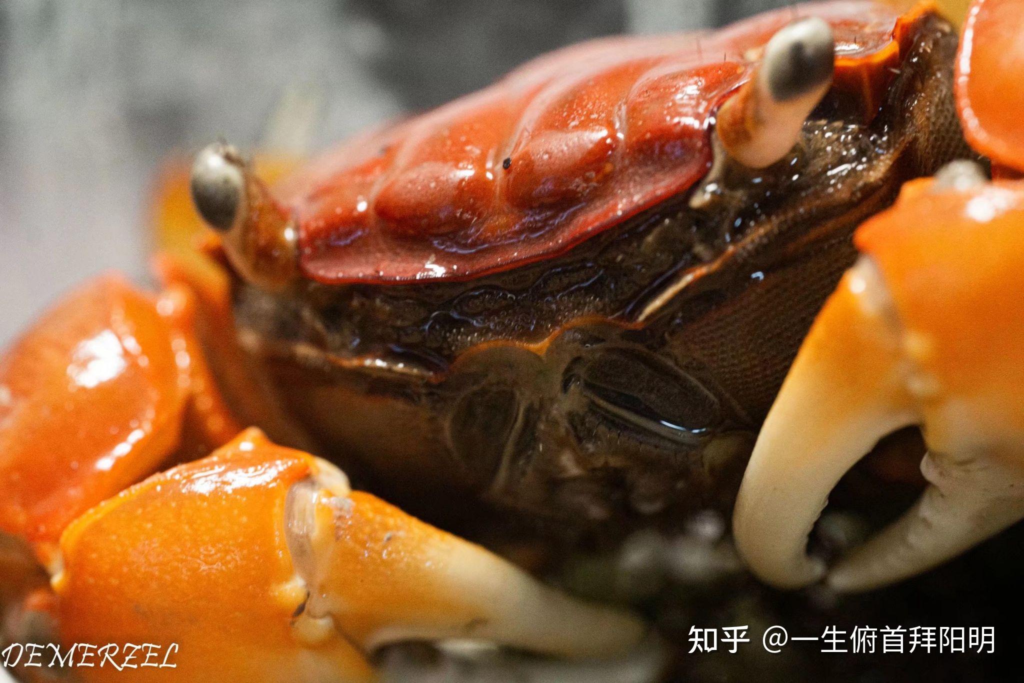 红螯相手蟹怎么养? - 知乎