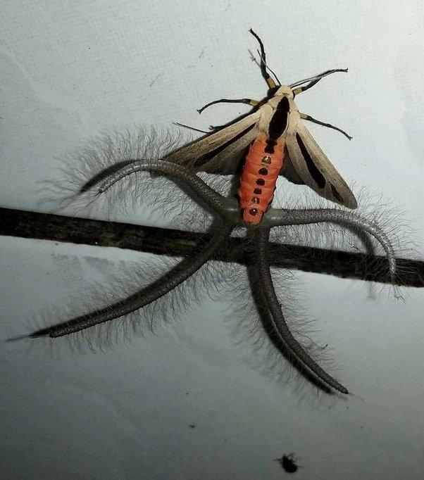 令人难以置信的飞蛾澳大利亚最奇怪的昆虫之一