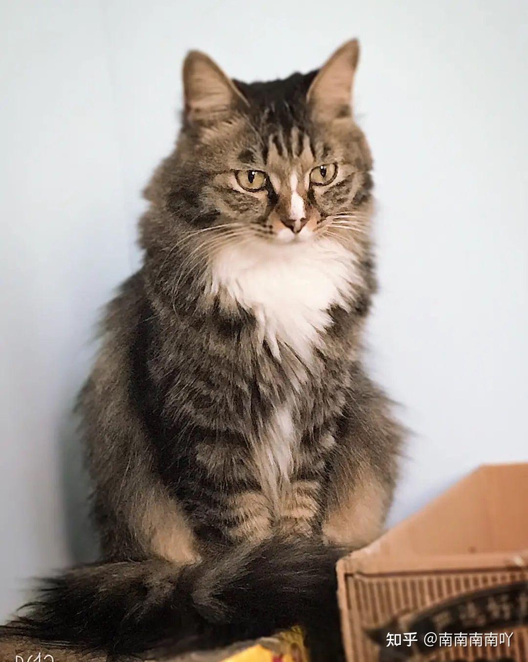 这个是缅因还是美国长毛猫