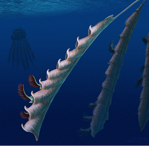 笔石动物活着的时候长啥样? - 知乎