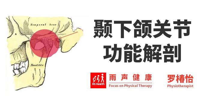 颞下颌关节功能解剖 - 知乎