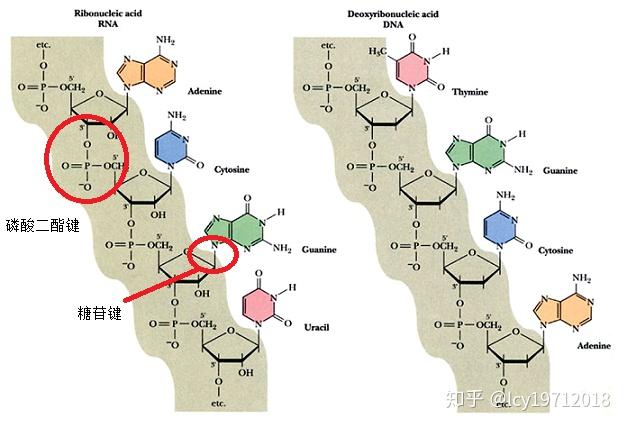 dna中磷酸糖苷键和磷酸二酯键是相同的吗? - 知乎