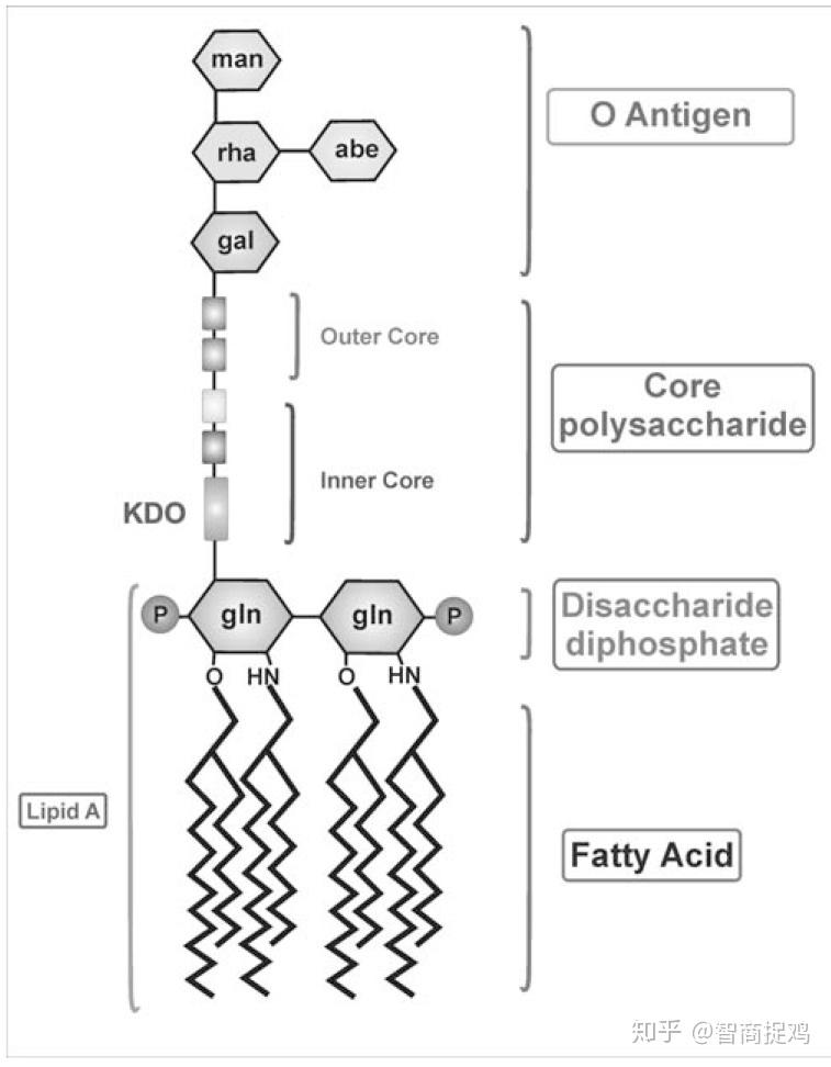 脂多糖结构:最下方为嵌入细胞膜的脂肪酸,往上依次为磷酸葡萄糖胺
