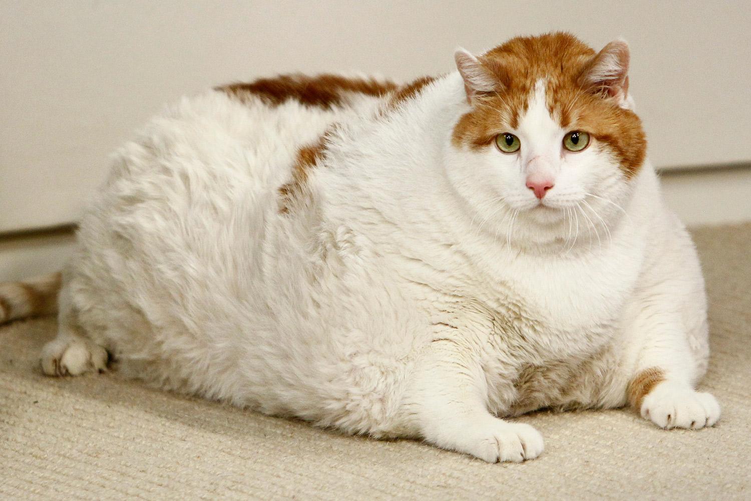 如何健康有效的给猫咪减肥