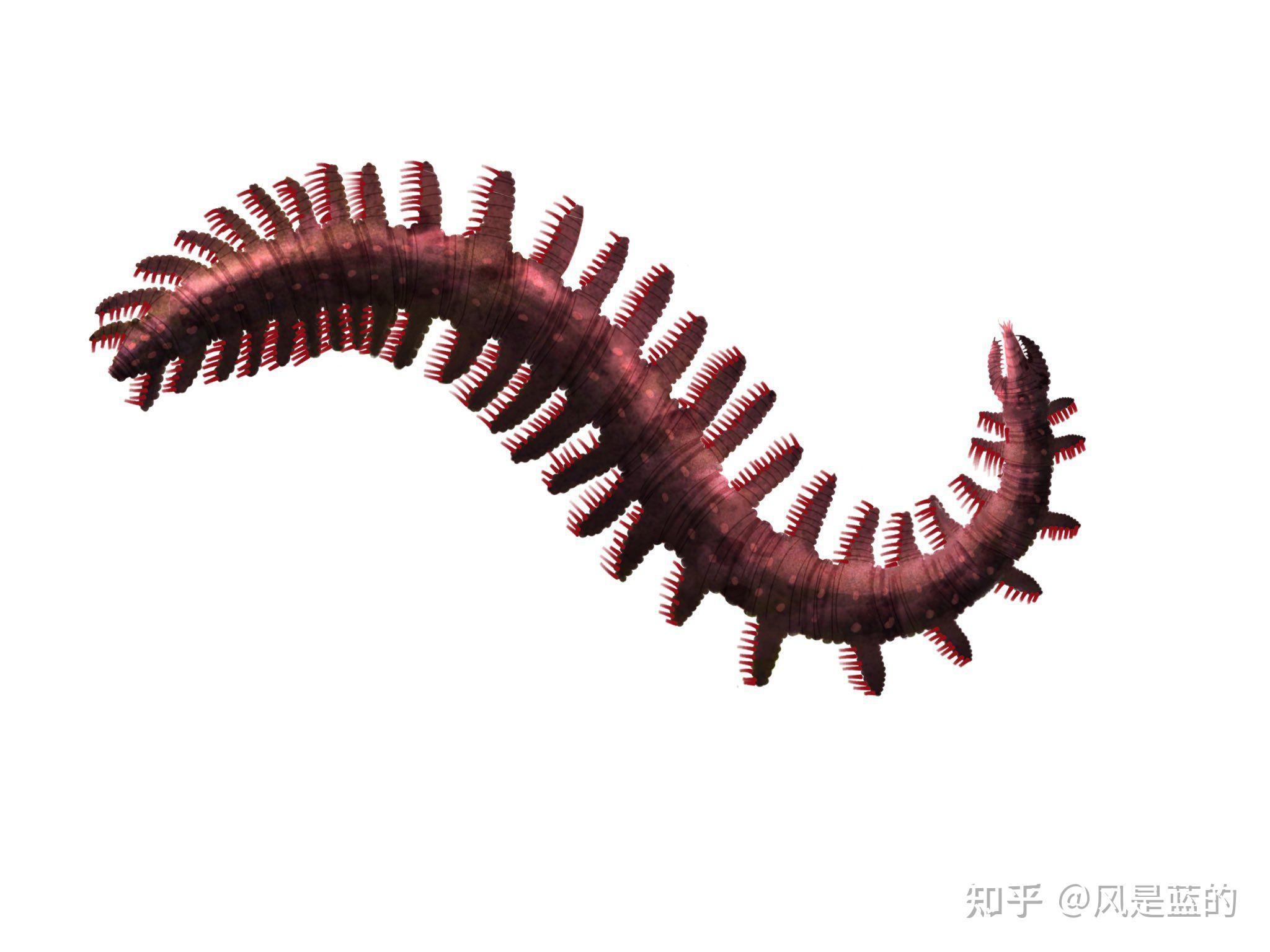 叶足动物门 Lobopodia的梳理 - 知乎