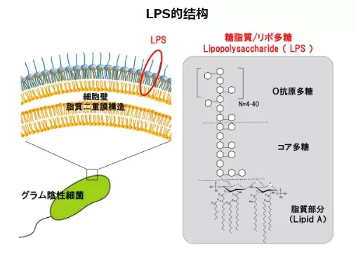 lps脂多糖是什么? dr.lps是什么? - 知乎
