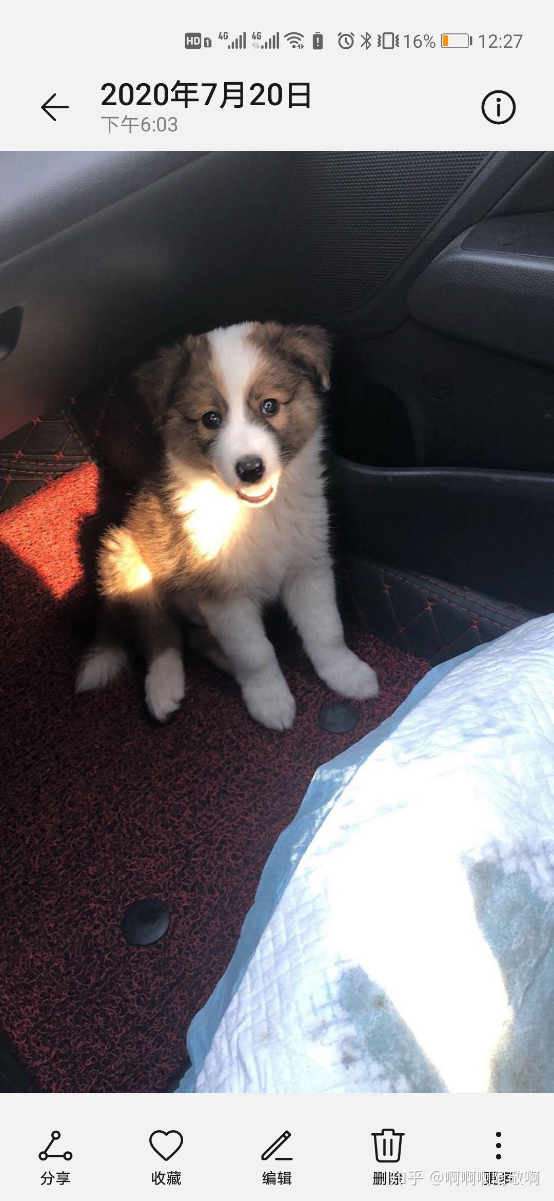 貂色边牧是不是比陨石还少长大颜色会变吗