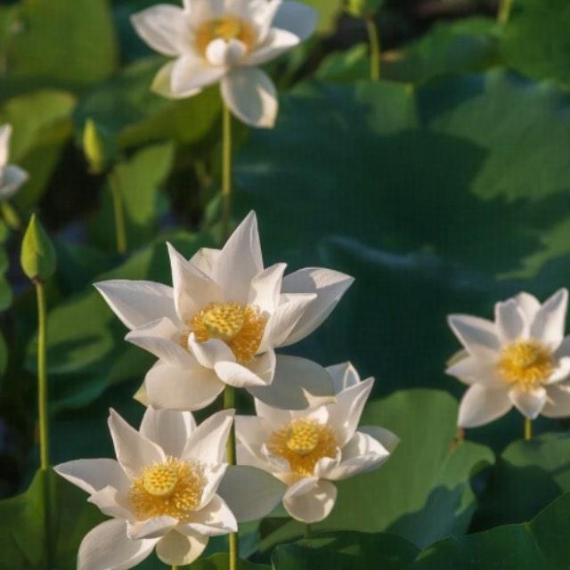 植物是如何从生物大灭绝时期幸存下来的？