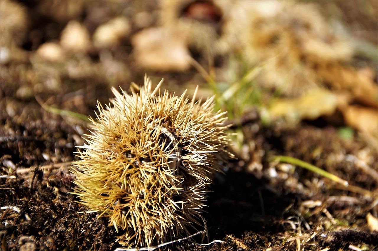 3. 种子播种技巧