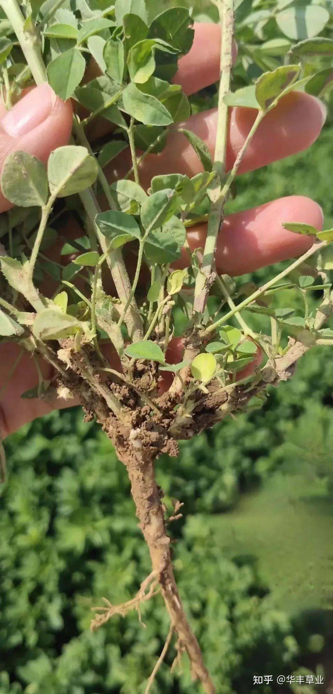 纽得利-紫花苜蓿新品种